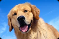 Smiling Dog And Blue Skies Stationery, Backgrounds