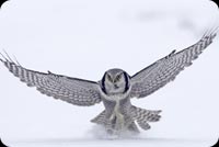 Mighty Owl Gliding Away Stationery, Backgrounds