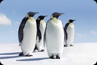 Four Penguins Looking Right Stationery, Backgrounds