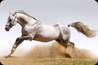 Mighty White Horse Trotting Stationery, Backgrounds