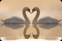 Charming White Swans Kissing Stationery, Backgrounds