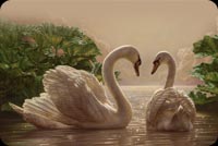 2 Graceful Swans Swimming Stationery, Backgrounds