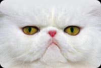 White Cat With Fierce Look Stationery, Backgrounds