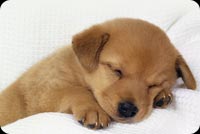 Fluffy Puppy  Peacefully Sleeping Stationery, Backgrounds