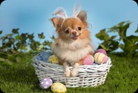 Cute Dog In Easter Basket Stationery, Backgrounds