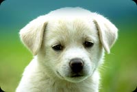 Cute Puppy In Pastel Background Stationery, Backgrounds