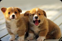 2 Brown And White Dogs Stationery, Backgrounds