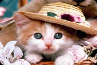 So Cute Kitty Cat With The Hat Stationery, Backgrounds