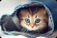 Cute Cat Face In Jeans Stationery, Backgrounds