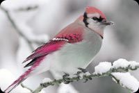 Winter Bird Snow Branch Stationery, Backgrounds