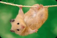 Cute Little Hamster Hanging On A Wire Stationery, Backgrounds