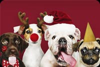 Christmas Puppies Stationery, Backgrounds