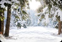 Beautiful Winter Snow Trees Stationery, Backgrounds