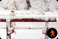 Animated Dog On Snowy Bench Stationery, Backgrounds