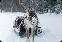 Reindeer Pulling Snow Sled Stationery, Backgrounds