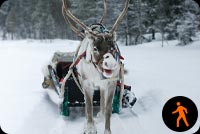Animated: Moose Pulling Snow Sled Stationery, Backgrounds
