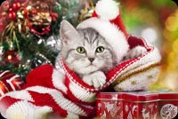 Cute Kitty With Santa Hat Stationery, Backgrounds