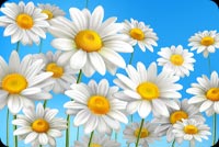 White Daisy Chamomile Flowers Stationery, Backgrounds