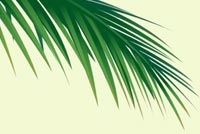 Palm Stationery, Backgrounds