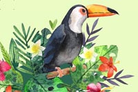 Toucan Stationery Stationery, Backgrounds