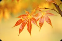 Yellowing Orange Autumn Leaves Stationery, Backgrounds