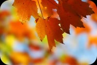 Fall Leaves Stationery, Backgrounds