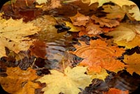 Leaves On Water Stationery, Backgrounds