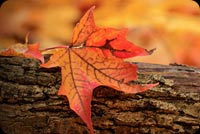 Red Leaves On The Log Stationery, Backgrounds