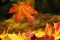 Fallen Red Leaf. Autumn Is Here Stationery, Backgrounds