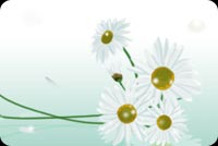 White Flowers At Bloom Stationery, Backgrounds