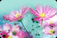 Lovely Pink Flowers In Blue Background Stationery, Backgrounds