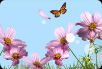 Flowers With Butterfly Above Stationery, Backgrounds