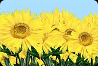 Vibrant Yellow Sunflowers Stationery, Backgrounds