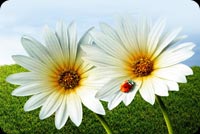 Lady Bug On White Flowers Stationery, Backgrounds