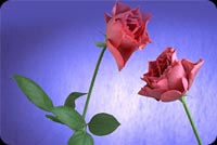 Pink Long Stemmed Roses Stationery, Backgrounds
