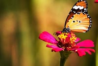 Beauty Flowers And Butterfly 