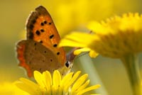 Love The Flower And The Butterfly Stationery, Backgrounds