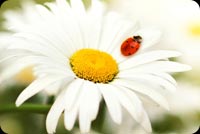 Lady Bug On Flower Stationery, Backgrounds