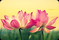 Beautiful Lotus Flowers  Stationery, Backgrounds