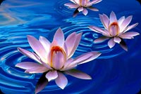 Lotus Blue Water Stationery, Backgrounds