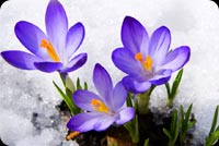 Purple Flower, Snow Ice Stationery, Backgrounds