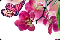 Beautiful Spring Flower & Butterfly Stationery, Backgrounds