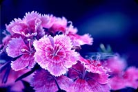 Purple Turkish Carnation Stationery, Backgrounds