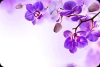 Purple Orchid Flowers Reflection Water Stationery, Backgrounds