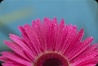 Closeup Pink Flower, Water Drops Stationery, Backgrounds