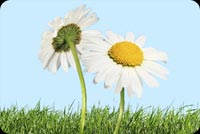 2 Flowers And Green Grass Stationery, Backgrounds