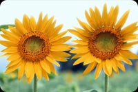 2 Vibrant Yellow Sunflowers Stationery, Backgrounds