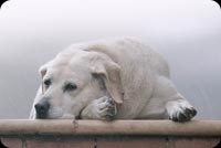 White Dog Lying Down Stationery, Backgrounds