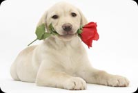 Dog With A Red Rose Stationery, Backgrounds