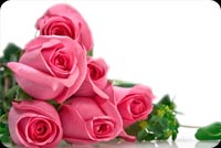 Lovely 6 Pink Roses Stationery, Backgrounds